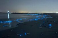 富山で撮影した「ホタルイカの身投げ」　奇跡のような光景に思わずうっとり