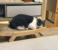 爪とぎで熟睡する猫　目覚めると……ほっぺたの絶妙すぎる寝癖にホッコリ