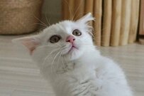 「猫界のジョジョ立ち」元保護猫さんの独創的ポーズに注目集まる