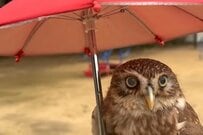 フクロウと傘をさして散歩したら→目を引く姿に「すれ違った人からの声かけ」が話題に