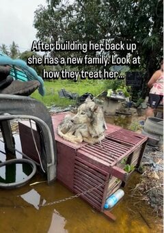 屋外で鎖に繋がれたまま放置されていた犬を保護→新しい家族と幸せに暮らす姿に感動