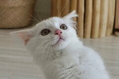 「猫界のジョジョ立ち」元保護猫さんの独創的ポーズに注目集まる