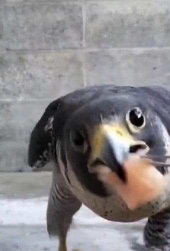 愛媛県立とべ動物園