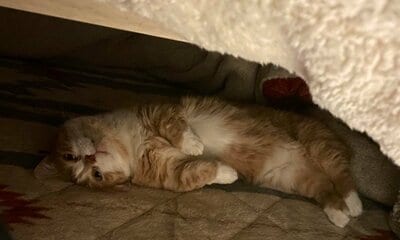 とても心地よさそうな虎太郎くん