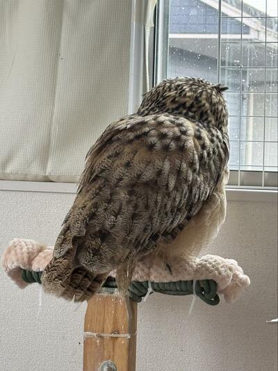 投稿動画のワンシーン