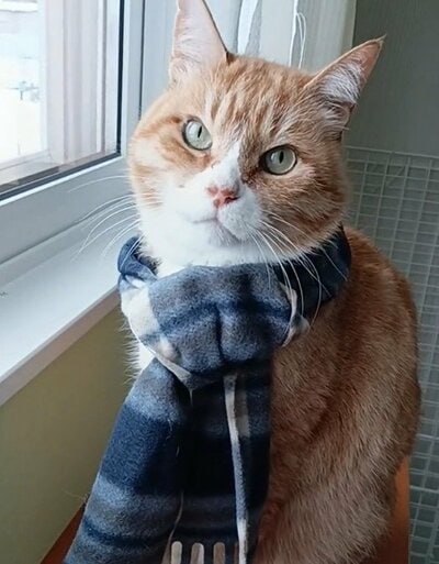 キリっとカメラを振り返る