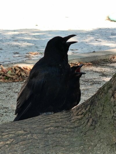 パパの後ろには可愛い子カラスの姿が！