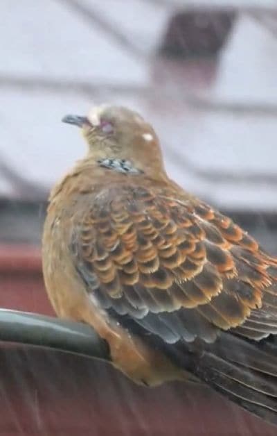 雨を浴びるキジバト