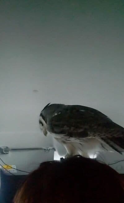 投稿動画のワンシーン