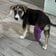 「動物病院で治療後に行く当てがなかった犬」置き去りにはできない→優しい人に引き取られ、元気いっぱいのイタズラっ子に成長