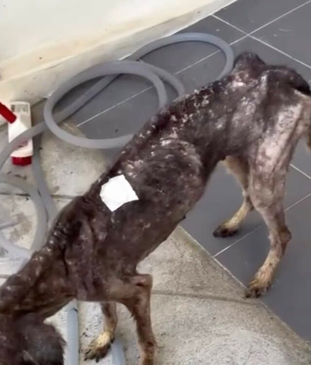 痩せ細った状態で保護された犬→新しい家族の元で幸せに暮らす姿に感動の声「出会いに感謝」