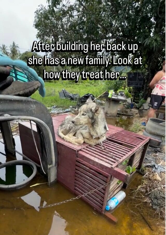 屋外で鎖に繋がれたまま放置されていた犬を保護→新しい家族と幸せに暮らす姿に感動