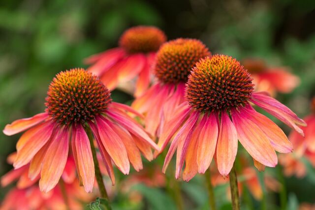 【梅雨〜夏】植えっぱなしで毎年咲く！暑さと長雨に強い《ローメンテな多年草3選》 