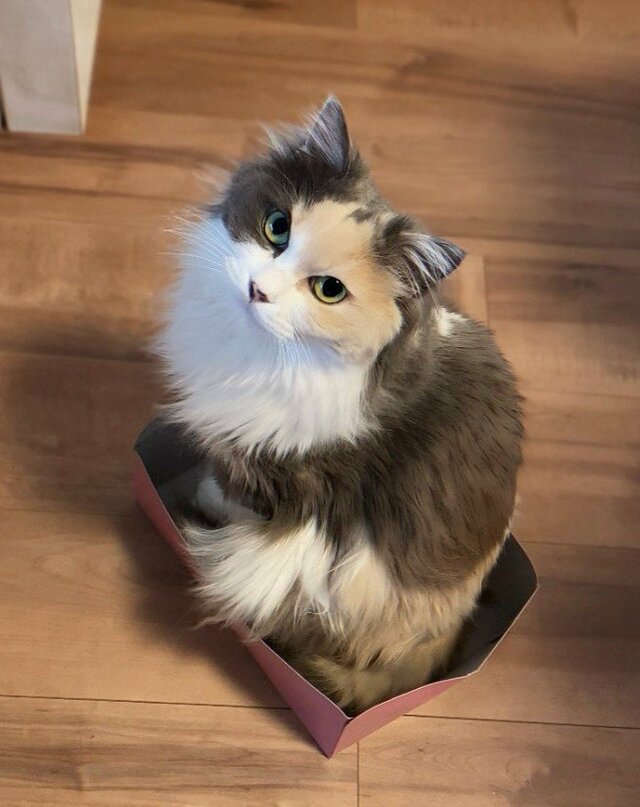 「ご飯ですよね？」自信満々にフライング要求する猫ちゃんの表情に笑ってしまう