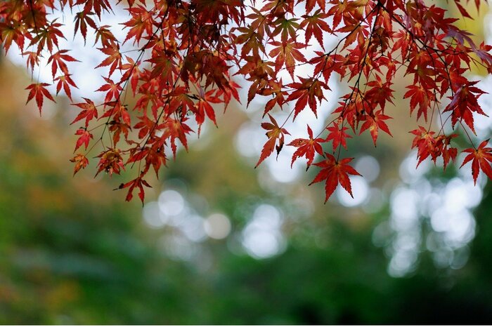 Koichi Yoshii/istockphoto.com