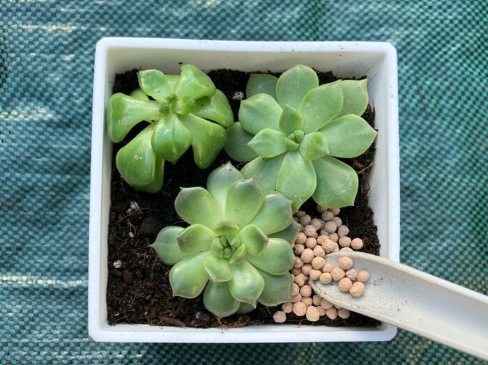 10cm四方の鉢にも、多肉植物を寄せ植えしてみました