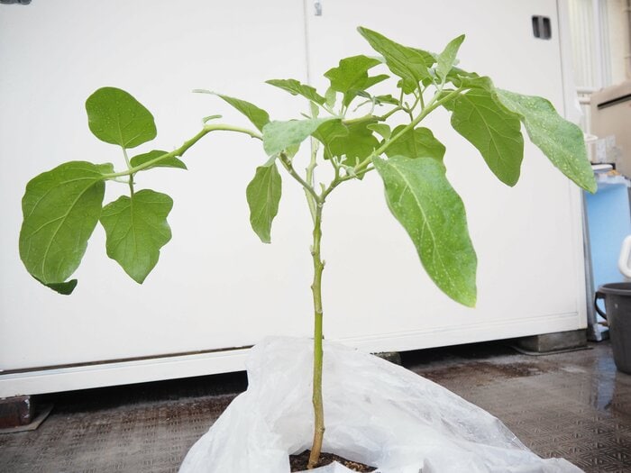 大きく茎がしなった植物