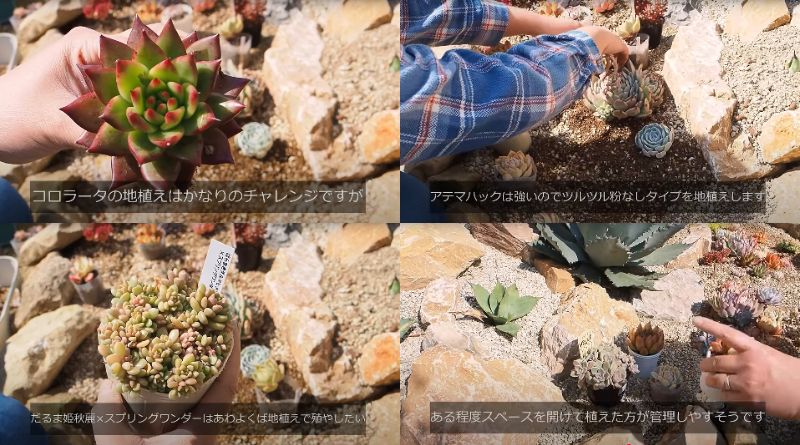 出所：@oliveandsucculentgarden