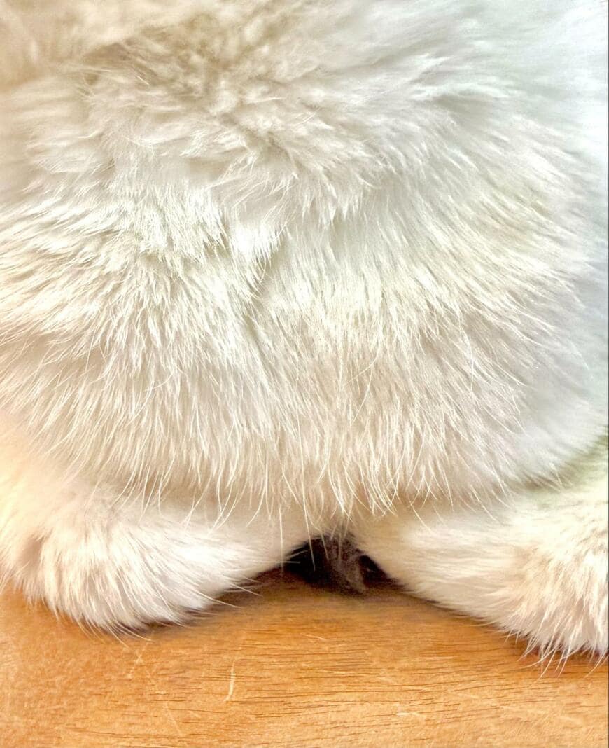 出所：@omochi_nam01