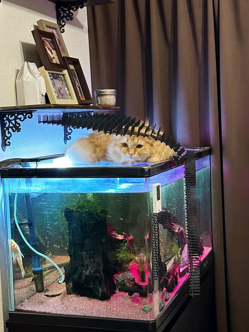 出所：@NEKOLAND13