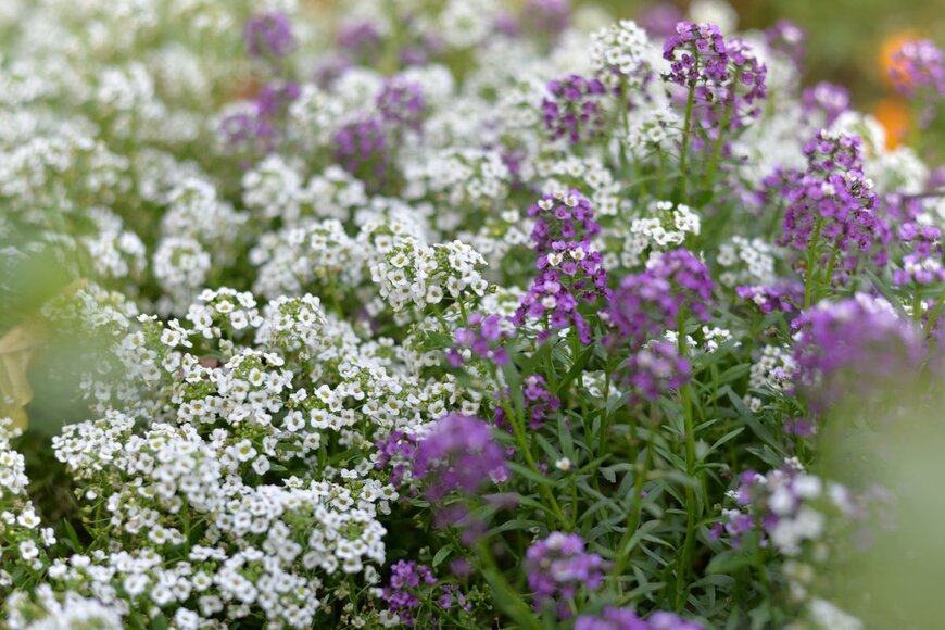 アリッサム（novifoto/Shutterstock.com）
