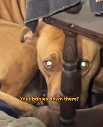 「極寒の空き家」で子犬を守る母犬　緊迫の状況で救出された親子犬の幸せな展開に「最高の救助者」