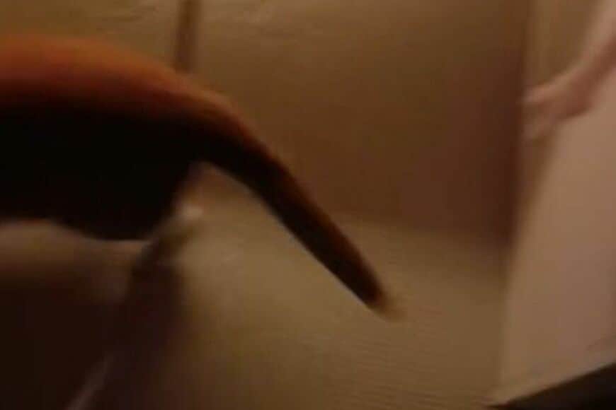 猫のイメージが崩壊？　水の流れを全力で追いかける姿に思わず二度見「シャワーと戦ってるのかな」