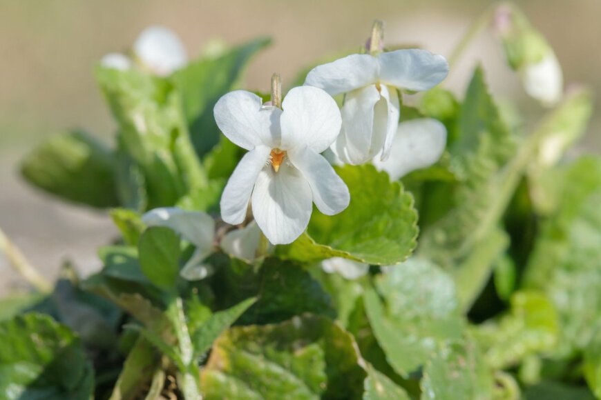 Amalia Gruber/shutterstock.com