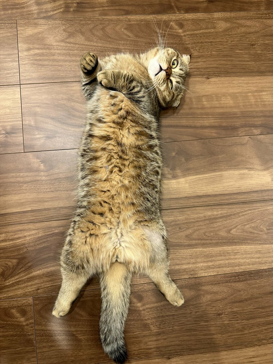 出所：@ponpokopontanu