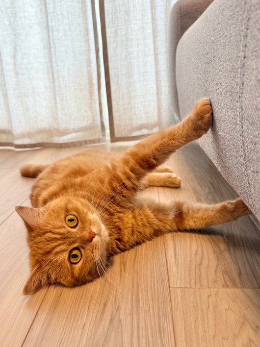 出所：@nyamuchannel