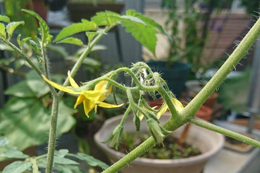 ミニトマトの花。最近は秋でも収穫できるミニトマト苗が出回っている。