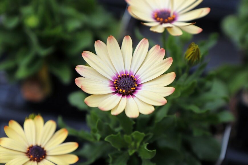 Akchamczuk/istockphoto.com