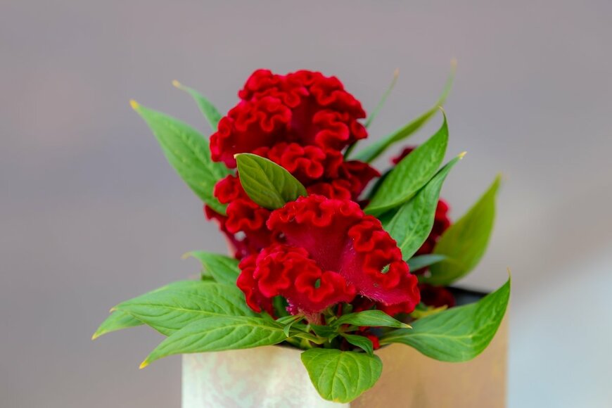 Wut_Moppie/shutterstock.com