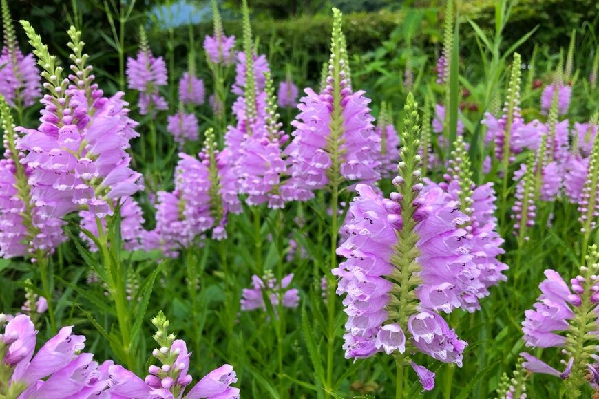 Nokzd/shutterstock.com