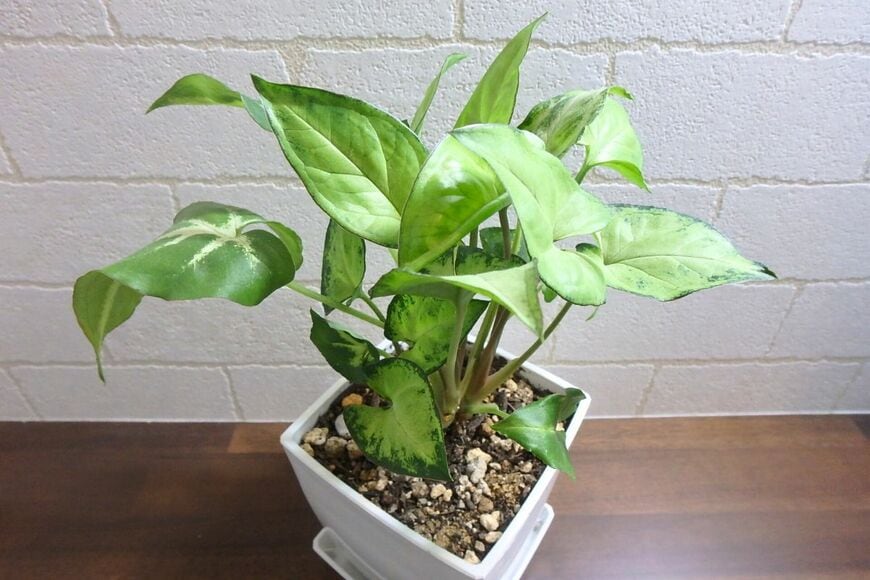 出所：LIMO編集部撮影