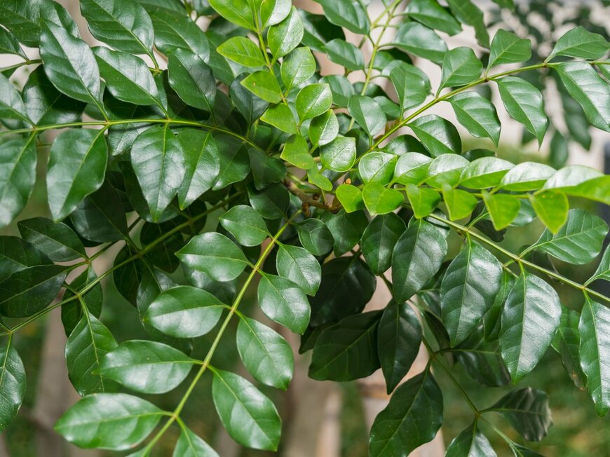 okimo/istockphoto.com 