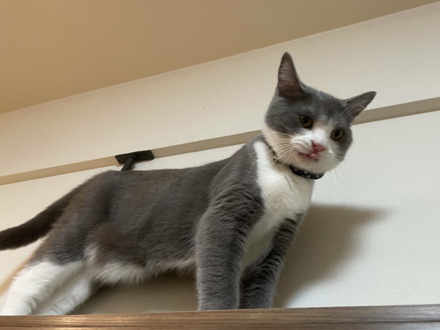 出所：@neko_wagaya