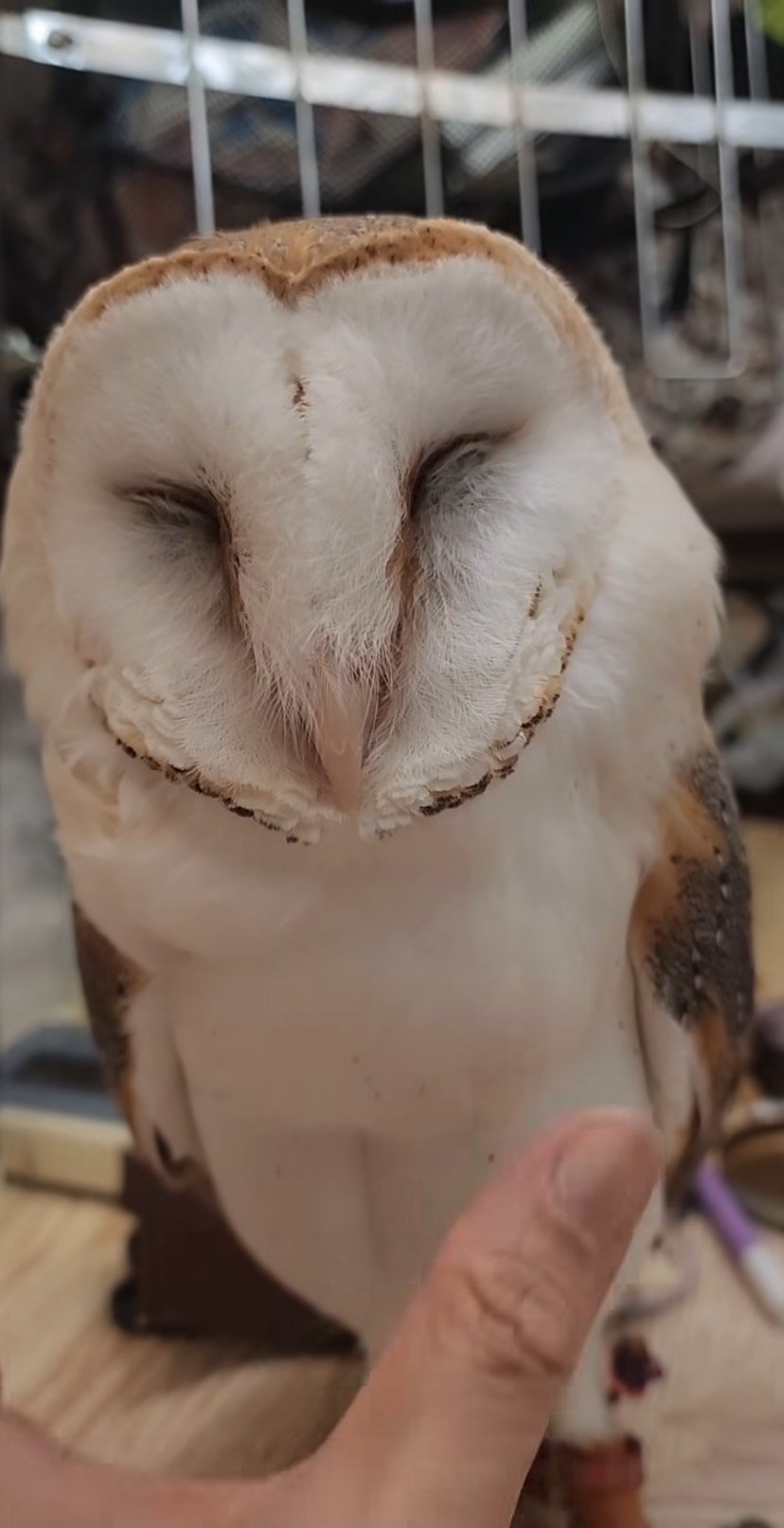 出所：@miki4wan108