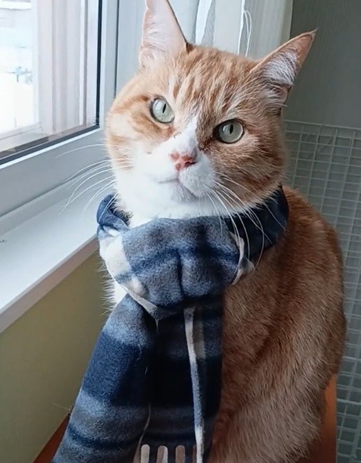 出所：＠torakichicorporation