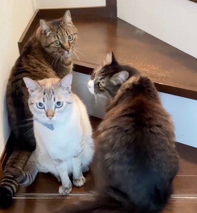 「アイデアがすごい！」木材を使って→階段下に大容量のおしゃれな〈引き出し収納〉をDIY！「素晴らしい！」と絶賛の声