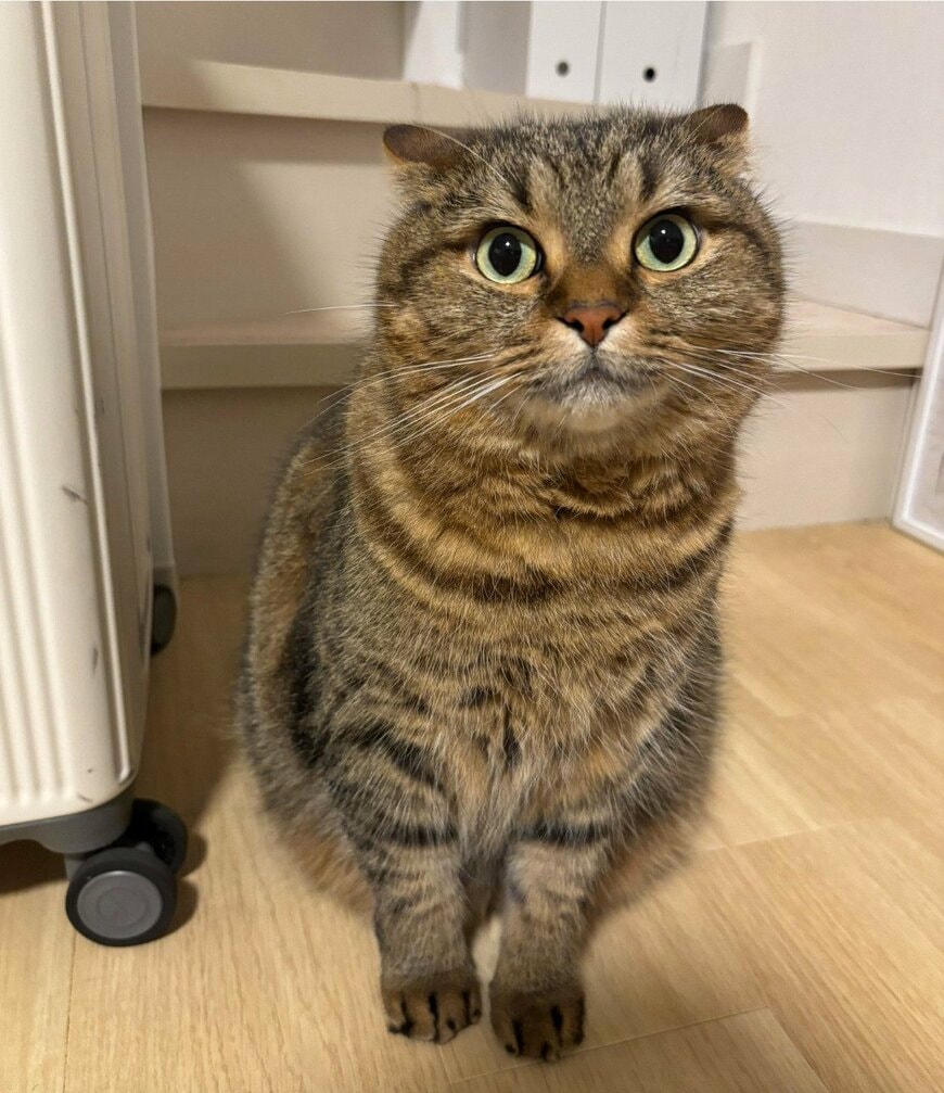 出所：@donguri_manchi