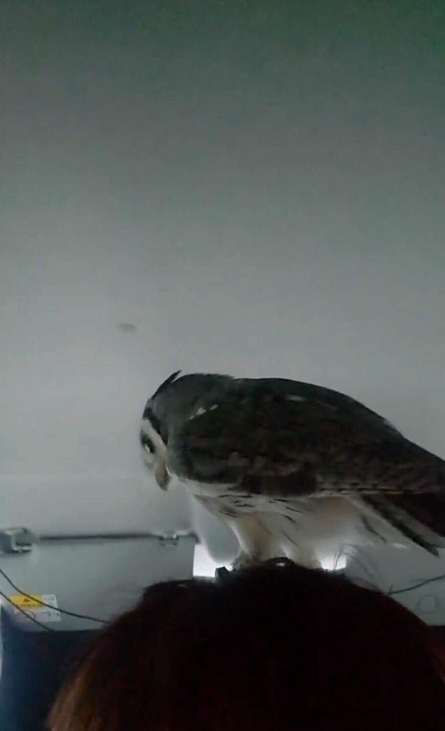 出所：@joker1999jr