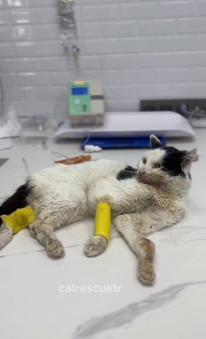 「オリバーが懸命に生き抜いた人生」骨と皮だけで路上にいた猫が家族のもとへ、213万2000回再生の反響