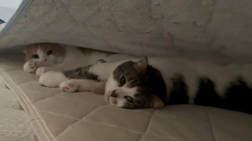 出所：@torotolo106106