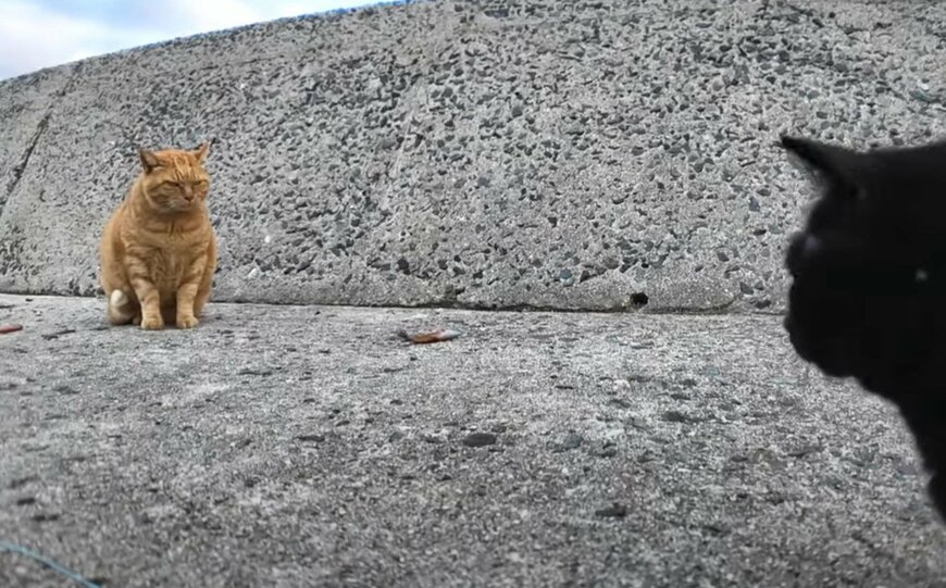 「き、気まずい…」港で魚をゲットした猫　周りの視線を気にして食べられない様子に思わず苦笑い