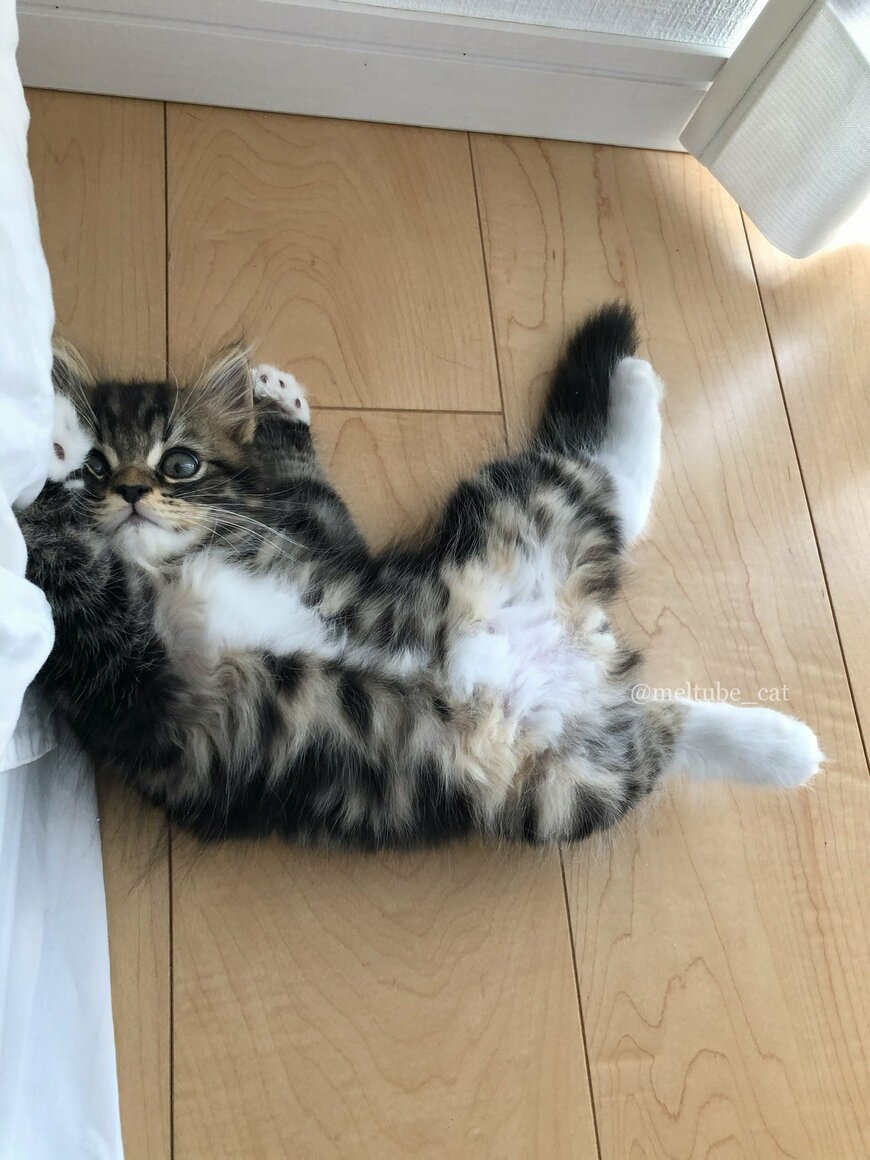 出所：@meltube_cat