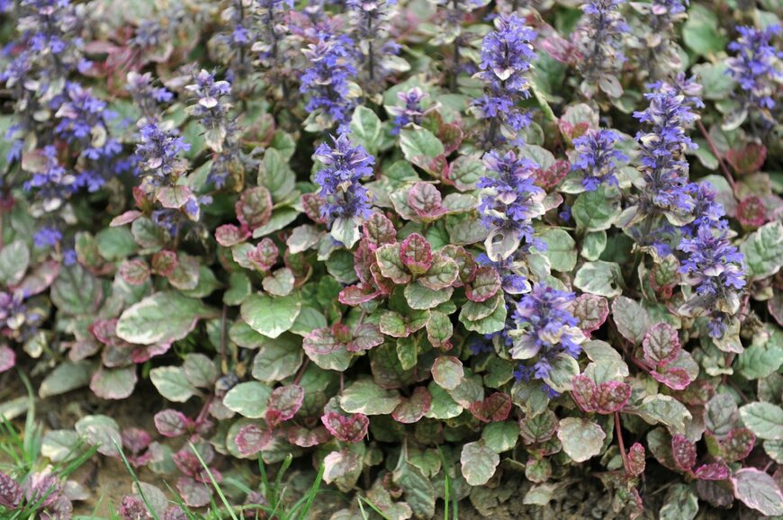 Sergey V Kalyakin/shutterstock.com