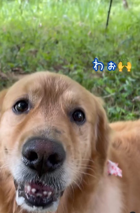 出所：goldenuzboy