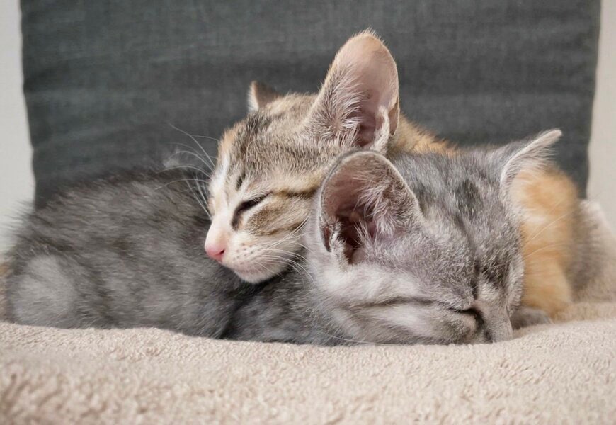 くっついて眠る「兄妹子猫」　どっしり育ったビフォーアフターに大反響