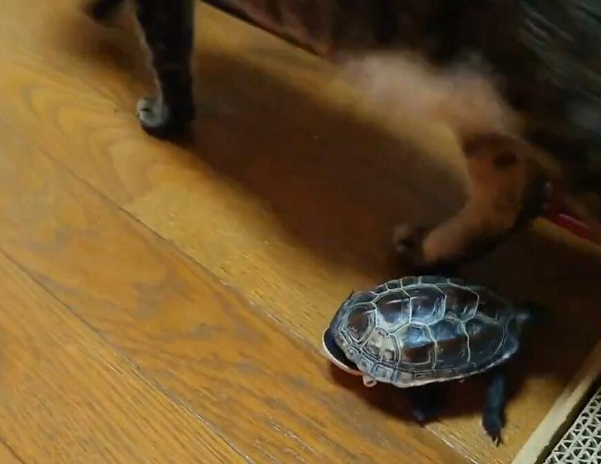 出所：@Mh0MLiErcV8E97C